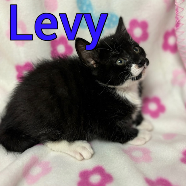 Photo of Levy