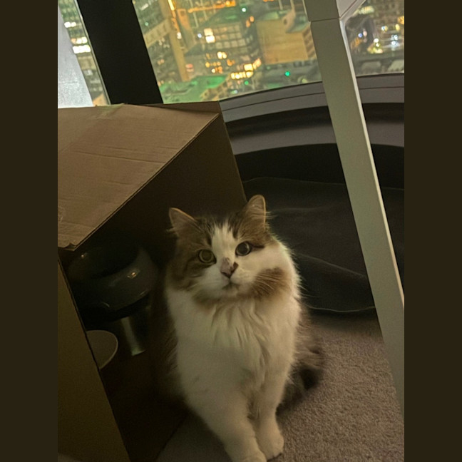 Photo of Daisy 
