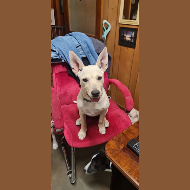 Photo of Daisy