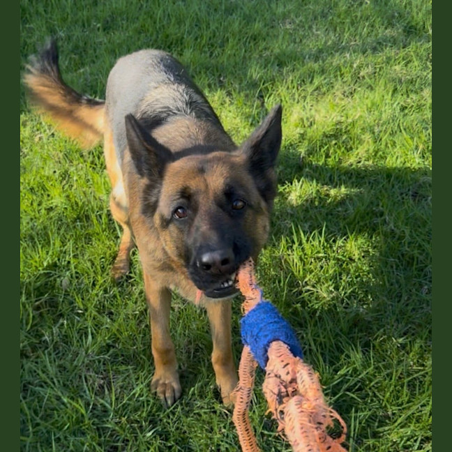 Photo of Shadow