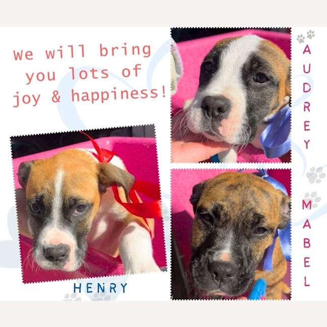 Photo of Lexi's Puppies