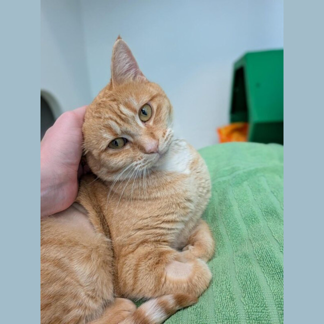 Photo of Toffee