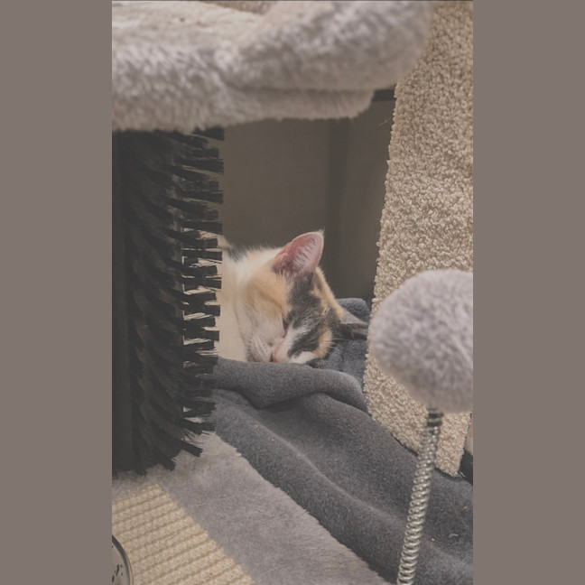Photo of Lily 