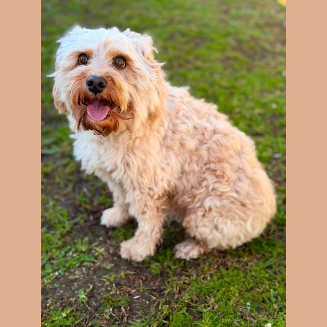 Photo of Bailey