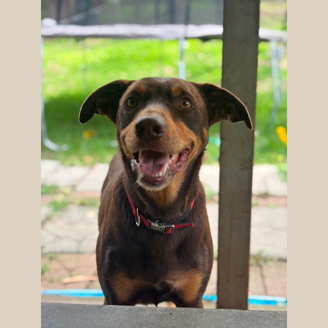 Photo of Digger