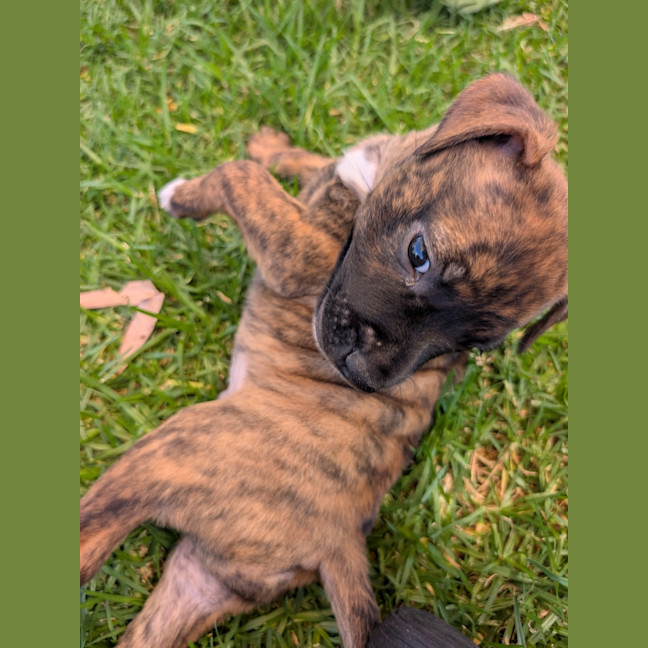 Photo of Yoshi