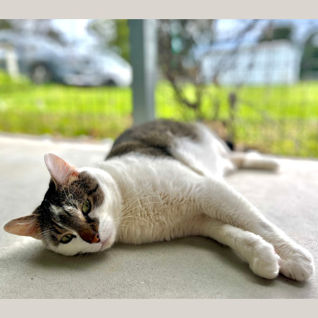 Photo of Razzmatazz