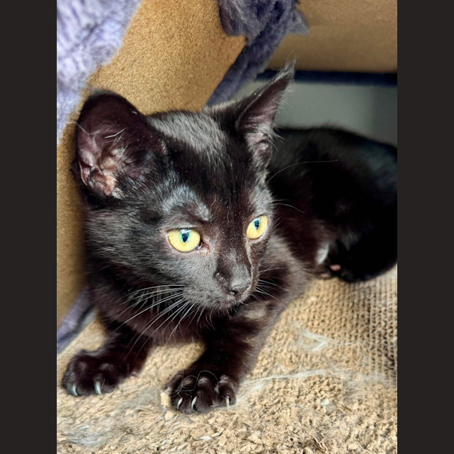 Photo of Mishka