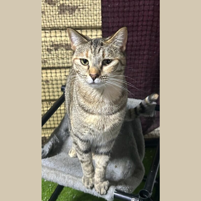 Photo of Socks