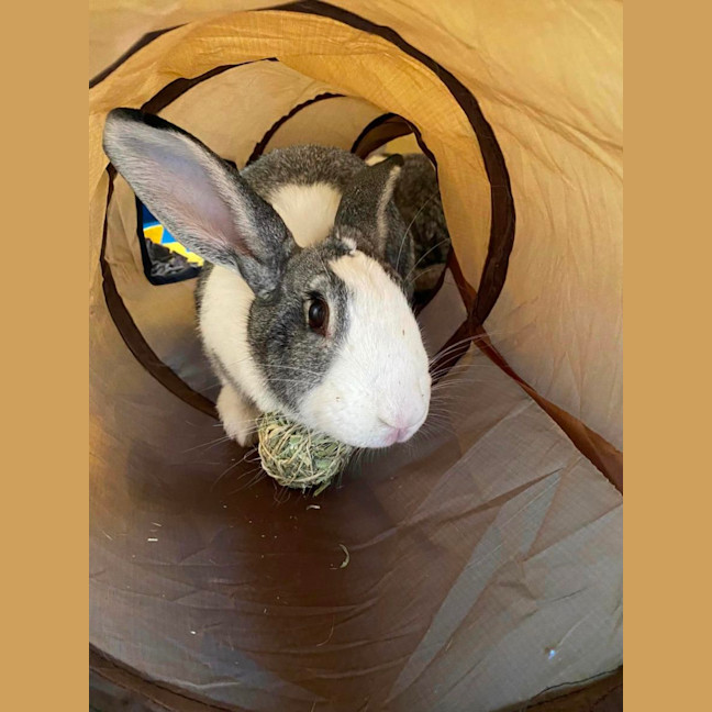 Photo of Winterberry & E’scar