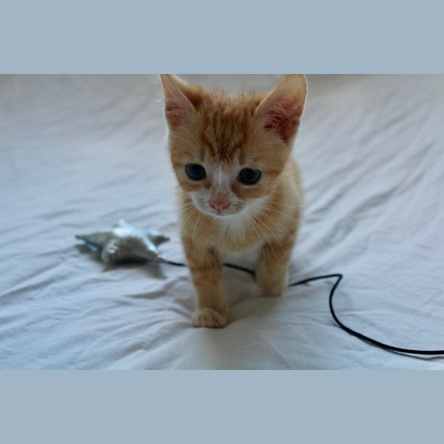 Photo of Pumpkin