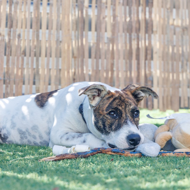 Photo of Missy