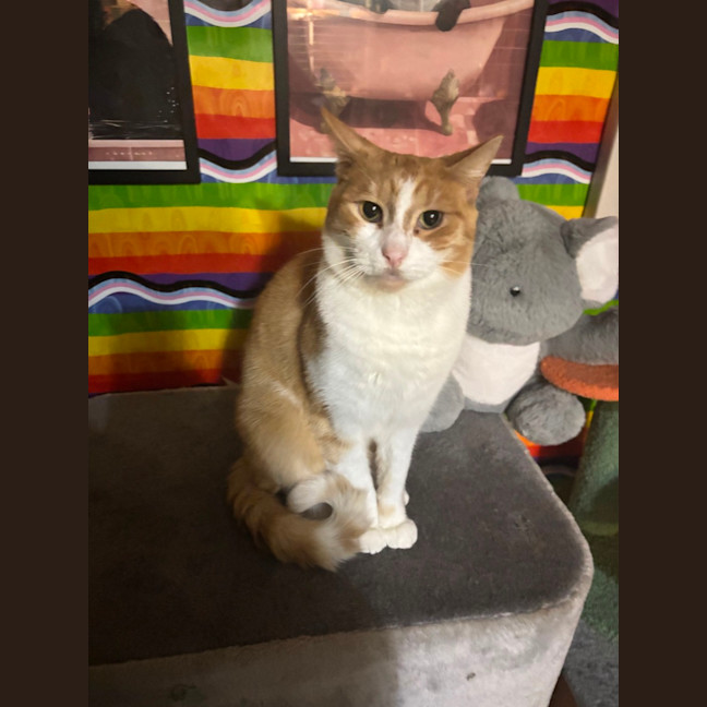 Photo of Mojo