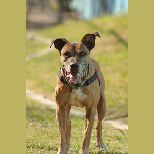 Photo of Diesel