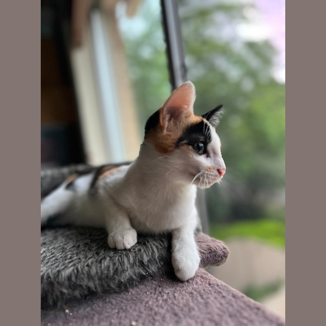 Photo of Calico   Trixie