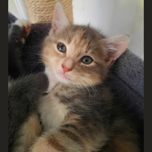 Photo of Twix