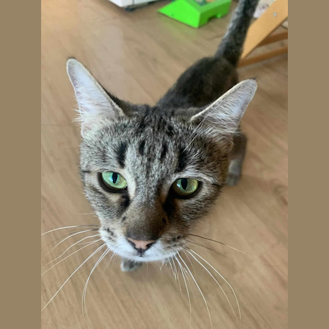 Photo of Tilly