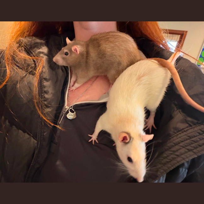 Photo of Biscuit & Cookie