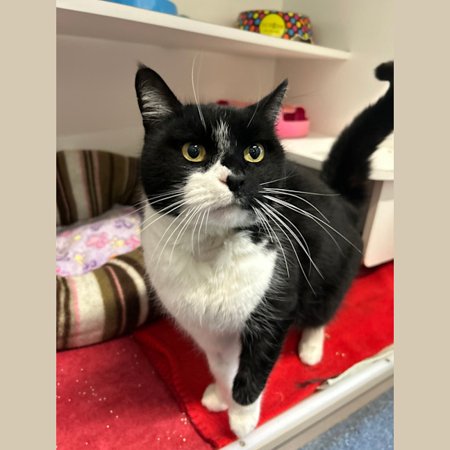 Photo of Oreo