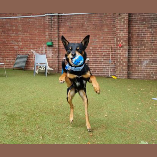 Photo of Peaky
