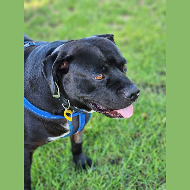Photo of Tank