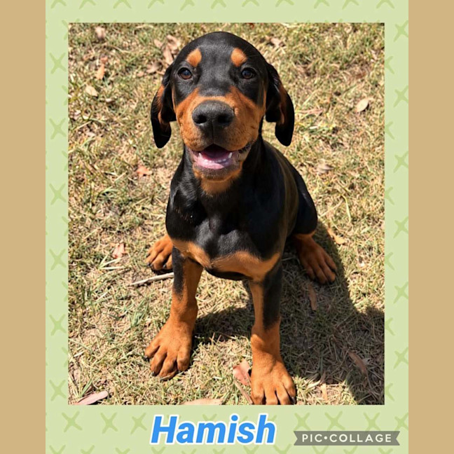 Photo of Hamish