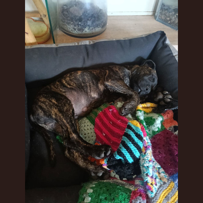 Photo of Louie (Previously Duke)