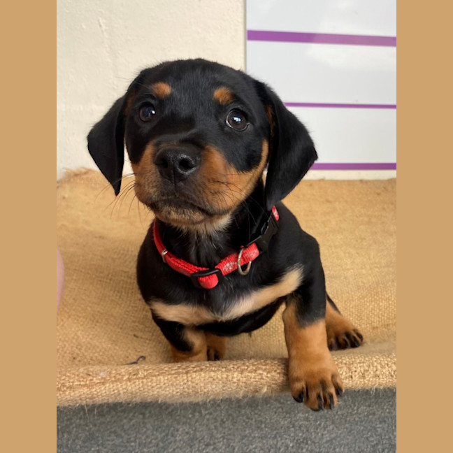 Photo of D1113 Reggie