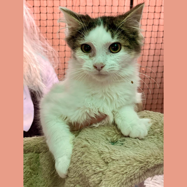 Photo of Fluffy**2nd Chance Cat Rescue**