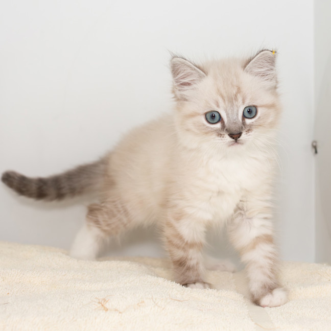 Photo of Burrito