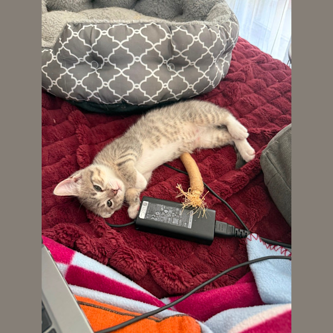 Photo of Black Pearl