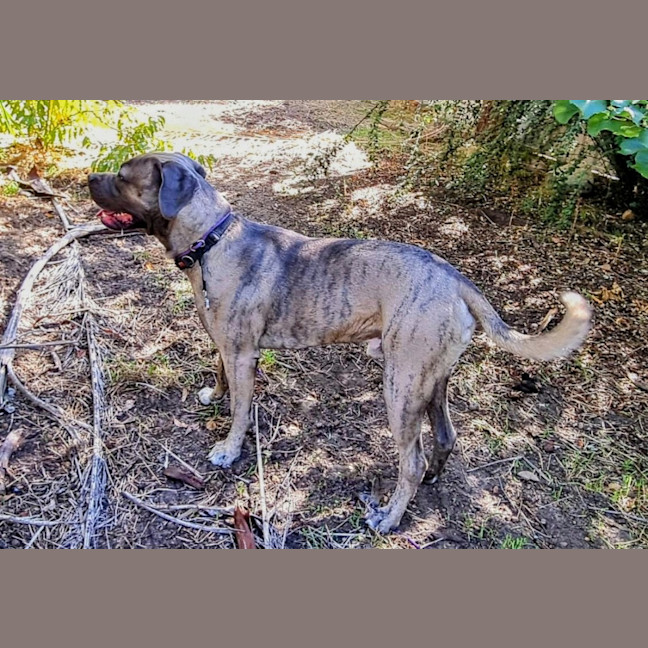 Photo of Tyrrell (Tyr)