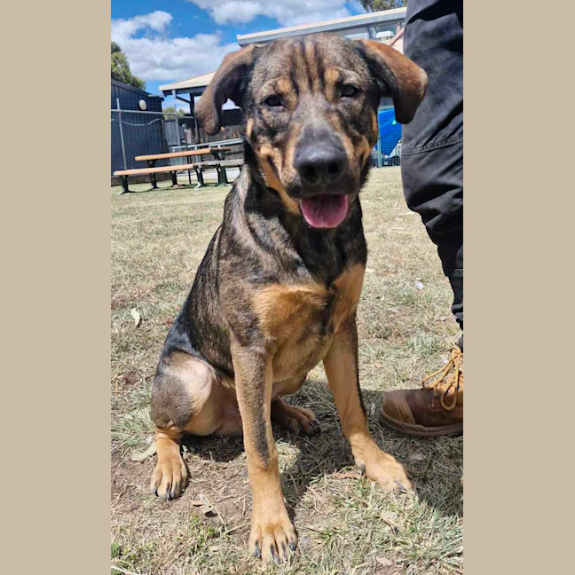 Photo of Buster (Boss)