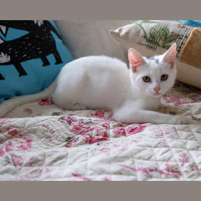 Photo of Frosty