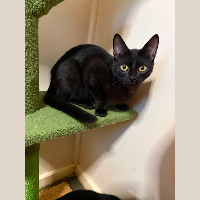 Photo of Onyx