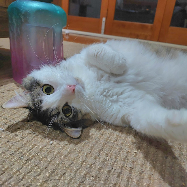 Photo of Atlas