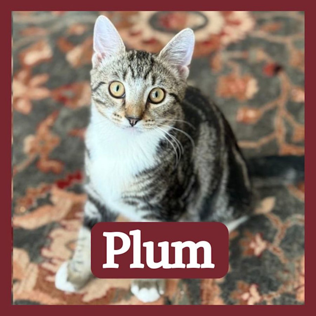 Photo of Plum