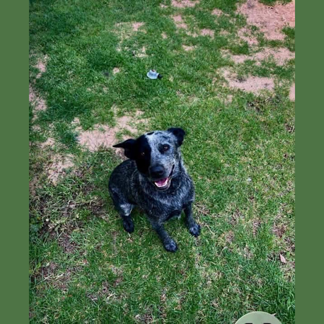 Photo of Bluey