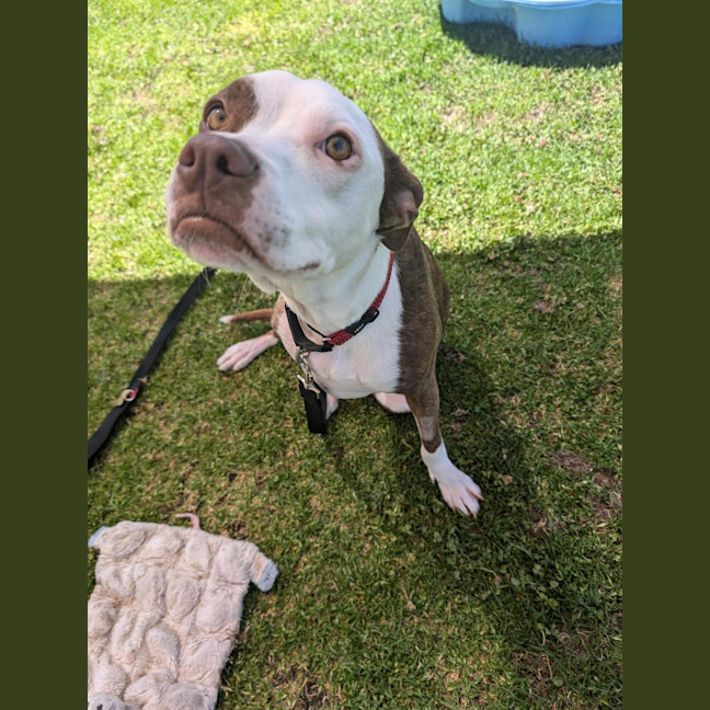 Photo of Stella 
