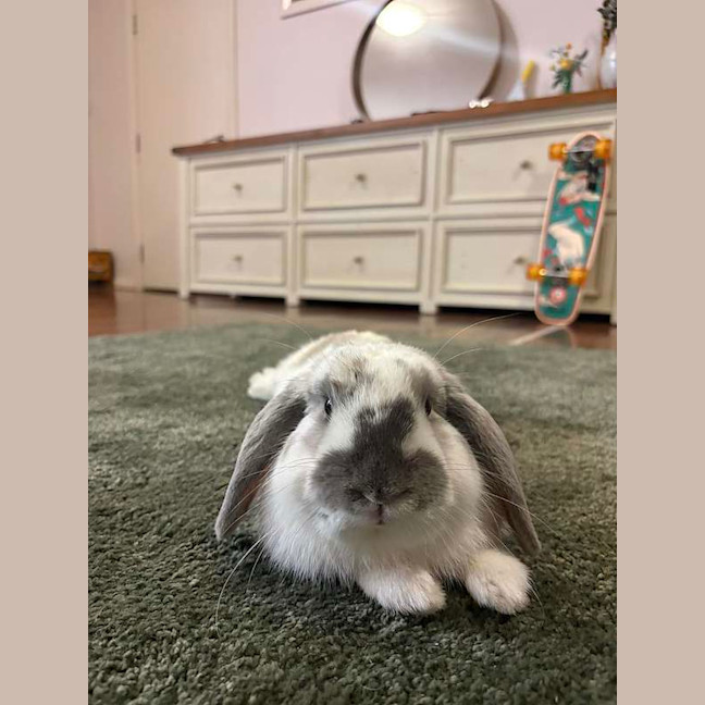 Photo of Mako