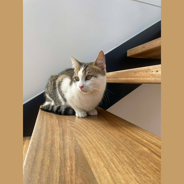 Photo of Miso   In Foster Care In Macleod
