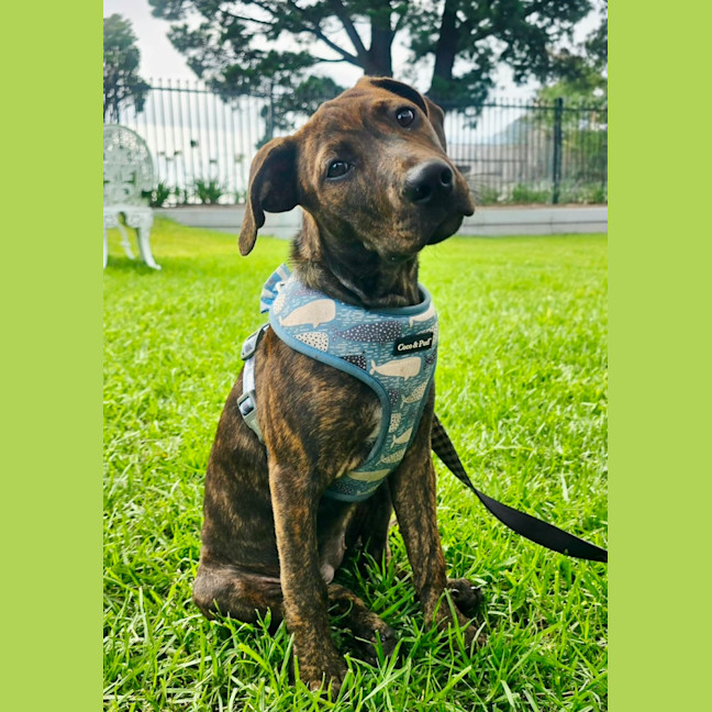 Photo of Missy   3 Month Old Bull Arab X