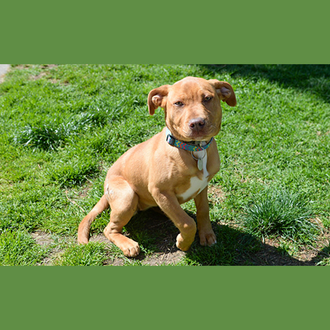 Photo of Pumpkin
