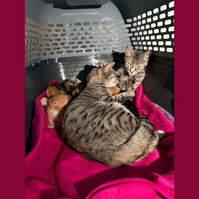 Photo of Hana And Cersei