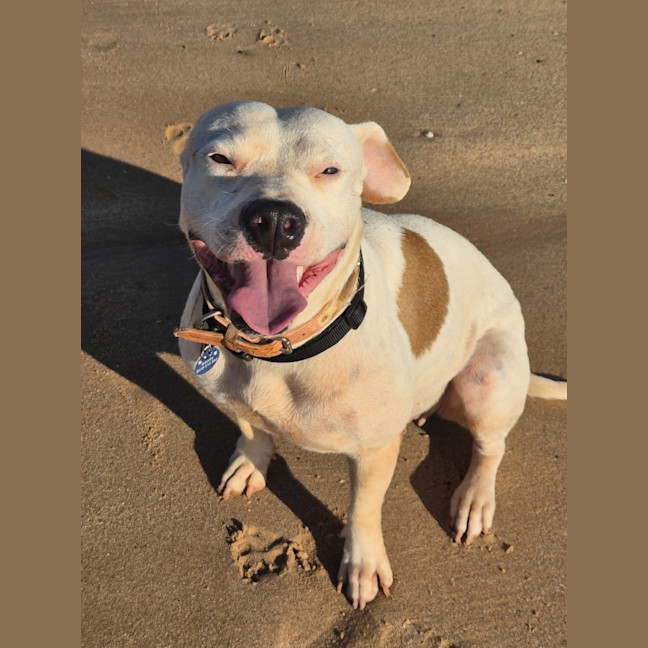Photo of Harlow