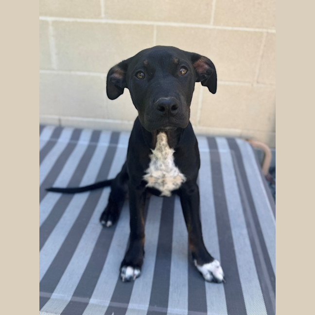 Photo of Roo