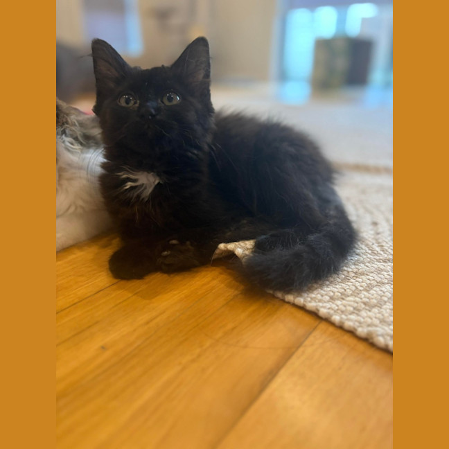 Photo of Orlando And Clem 