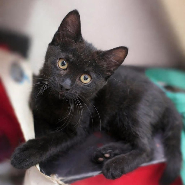 Photo of 13250   Syndra