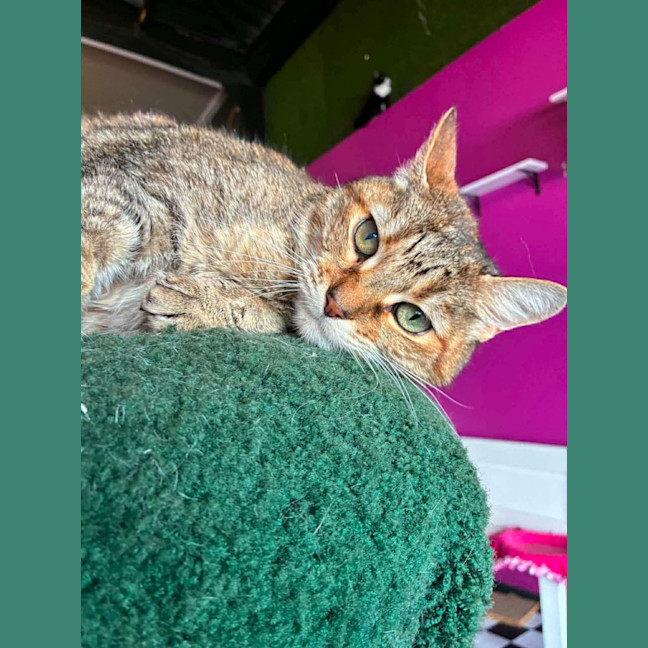 Photo of Lilly