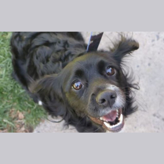 Photo of Bear
